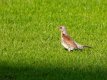 Fieldfare-Edit.jpg