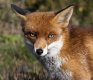 FoxPortrait20120219-_MG_9383.jpg