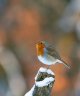 Robin  09-01-21 b (1 of 1).jpg