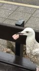 tothygull.jpg