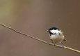 Coal tit 23-01-21 (1 of 1).jpg