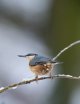 Nuthatch 09-01-21 (1 of 1).jpg