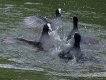 Moorhen squabble in Swindon Canal E20P 5030034.jpg Moorhen squabble in Swindon Canal E20P 5030034.jpg