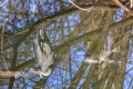 Heron, reflected s.jpg Heron, reflected s.jpg
