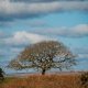 Tree for all Seasons-0486 PS Adj.jpg