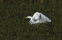 Great White Egret.jpg