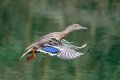 Mallard (f) if-2.jpg