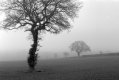 2101BPMXBW01 Foggy trees.jpg 2101BPMXBW01 Foggy trees.jpg