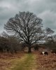 Tree and Pony 2-0528 PS Adj.jpg