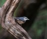 Nuthatch 27-03-21 (1 of 1).jpg