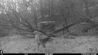 Buzzard (trailcam) (1 of 1).jpg