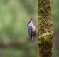 Walking Nuthatch 01-04-21 (1 of 1).jpg