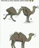 camel.jpg