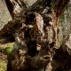 Gnarly Tree Face-1000896.jpg