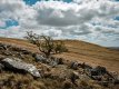 Lone Tree on Arms Tor and Widgery Cross-4047 PS Adj.jpg