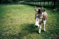 Donkey.jpg