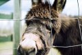 Donkey 2.jpg