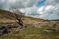 Lone Tree and Sourton Tor-4208 PS Adj.jpg