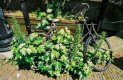 Overgrownbike.jpg