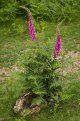 Foxgloves-1000716 PS Adj.jpg