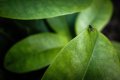 Fly on a rhododendron.jpg