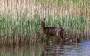 Roe Deer with a kid 01-07-21 (1 of 1).jpg Roe Deer with a kid 01-07-21 (1 of 1).jpg