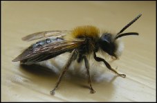 Austrian Wasp NIK_1573.JPG