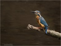 IMG_0665 LR CS6 JP tp.jpg