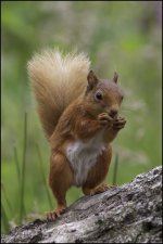 Week 27  -  Indigenous.jpg