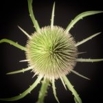 _7501930.jpg _7501930.jpg