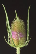 _7501910.jpg _7501910.jpg