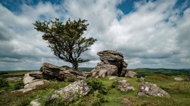 032 Lone Tree on Emsworthy Tor 05-0044 PS Adj.jpg