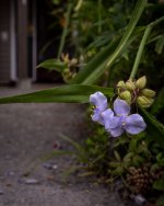 July 18-21 (1 of 1)-2.jpg