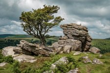 034 Lone Tree on Emsworthy Tor 07-0050 PS Adj.jpg 034 Lone Tree on Emsworthy Tor 07-0050 PS Adj.jpg