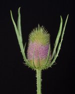 _7501995.jpg _7501995.jpg