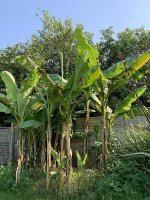 IMG_5623_week26.jpg IMG_5623_week26.jpg