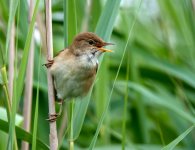 reedwarbler040721b.jpg