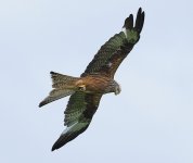 DSCF6419 2.jpg DSCF6419 2.jpg