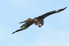 DSCF6423 3.jpg DSCF6423 3.jpg