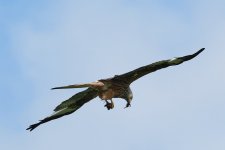 DSCF6425 2.jpg DSCF6425 2.jpg