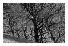 oaks (llwydiarth).jpg