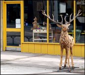 Wood stag on Paris Street pavement Exeter P1230802.jpg