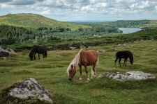 016 Towards Down Tor 04-4891 PS Adj.jpg