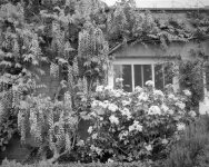 2106CPMXBW06 Wisteria.jpg