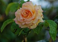 L1025435_DxO-L902-28-cc.jpg L1025435_DxO-L902-28-cc.jpg