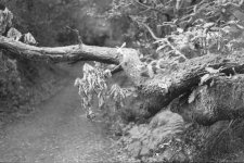 ooftrunk.jpg ooftrunk.jpg