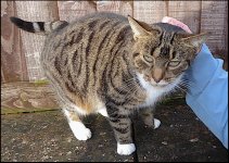 Friendly cat on wall TZ70 P1030492.JPG