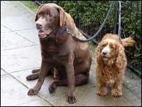 Dogs waiting Panasonic TZ40 1020107.JPG