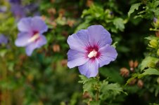 L1025481_DxO-L902-28.jpg L1025481_DxO-L902-28.jpg