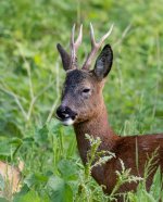 Roe buck licking his lips (1 of 1).jpg Roe buck licking his lips (1 of 1).jpg